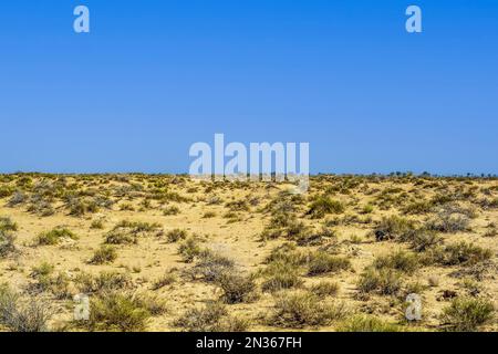 Siccità nel deserto di Thar Foto Stock