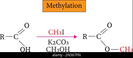 La metilazione è il processo di aggiunta di un gruppo metilico ad una molecola, immagine vettoriale Illustrazione Vettoriale