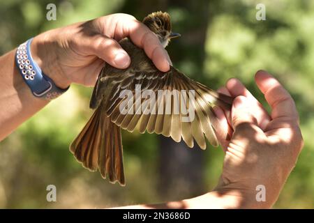 Fort Hunter Liggett, CA Environmental team lega il flycatcher con alluminio USGS come parte del suo impegno per la salvaguardia ambientale. Foto Stock