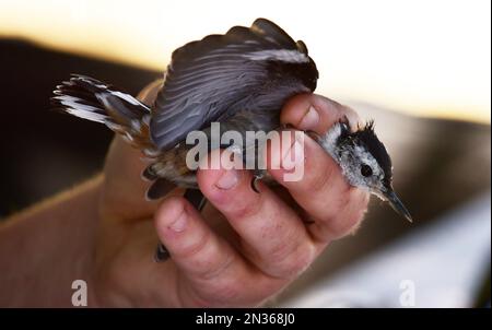 Il team ambientalista di Fort Hunter Liggett, CA, lega un nuthatch bianco-breasted con alluminio USGS come parte del suo impegno per la conservazione ambientale. Foto Stock