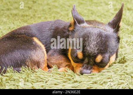 Chihuahua dorme su una coperta verde. Un animale domestico, un animale. Foto macro di mini razza con cane da primo piano. Foto Stock
