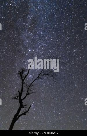 A verticale la silhouette di un ramo d'albero contro il bel cielo stellato di notte con stelle luminose Foto Stock