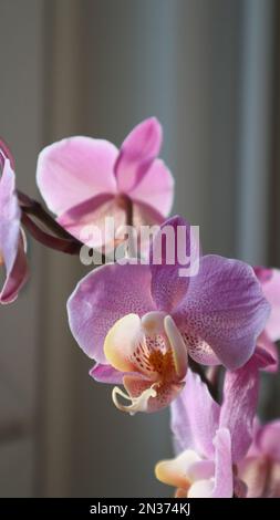 Bella orchidea rosa. Fiori rosa di giorno. Petali rosa. Puntini rosa sui petali. Petali macchiati. Fiore tropicale. Fiore con stigma arancione. Foto Stock