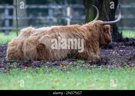 mucca scozzese di highland presa in scozia Foto Stock