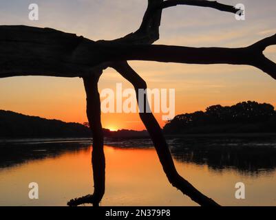 Alba arancione brillante attraverso i rami di un albero sul fiume Hamble Hampshire Inghilterra Foto Stock