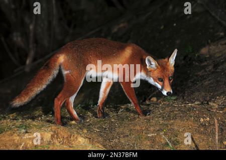 Giovani vulpi volpi che si foraggiano di notte in estate Foto Stock