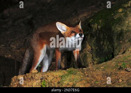 Giovani vulpi volpi che si foraggiano di notte in estate Foto Stock