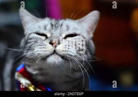 Un primo piano di un adorabile gatto grigio shorthair americano Foto Stock
