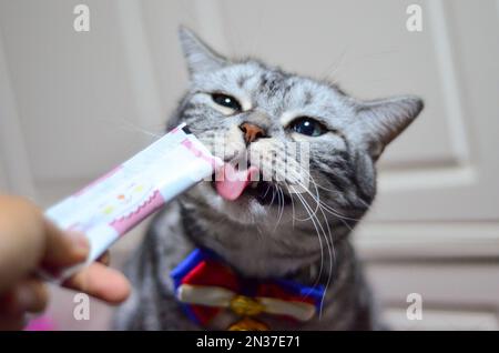 Un primo piano di un adorabile gatto shorthair americano grigio che mangia da un pacchetto di yogurt Foto Stock