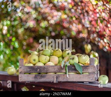 Mele mature nelle scatole di legno. Coloratissimo sfumato autunno fogliame sullo sfondo. Foto Stock