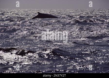 Finback Whale Grand Manan Island, Baia di Fundy New Brunswick, Canada Foto Stock