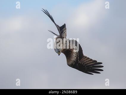 Colpo unico di un aquilone rosso (Milvus milvus) in aria mentre comincia è immersione spettacolare per catturare la preda sul terreno sottostante. Suffolk, Regno Unito. Foto Stock