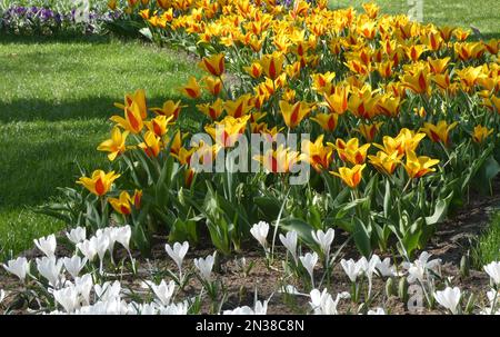 Piccoli tulipani greigii gialli-rossi abbinati a croci bianchi piantati tra erba. Ubicazione: Keukenhof, Paesi Bassi Foto Stock