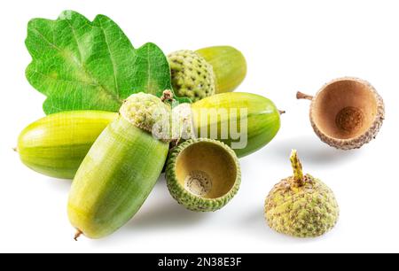 Acorns di quercia verde con foglie di quercia isolato su fondo bianco. Foto Stock