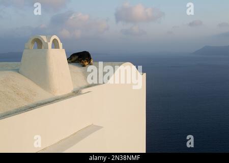 Cane di tetto dall' Oceano, Oia - Santorini, Cicladi, Grecia Foto Stock