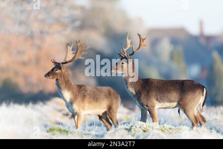 Primo piano del daino (Dama dama) in una mattinata invernale, Regno Unito. Foto Stock