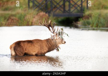 Primo piano di un cervo rosso che attraversa uno stagno durante la stagione di rutting in autunno, Regno Unito. Foto Stock