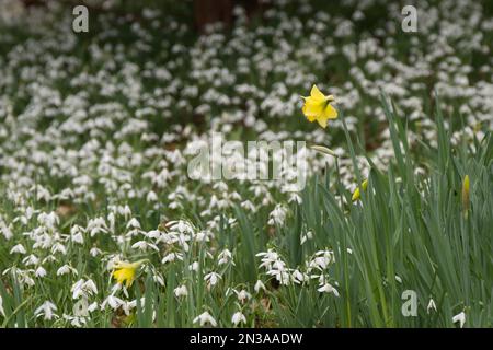 Primi narcisi contro una massa di gocce di neve, galanthus nivalis, nel giardino d'inverno del Regno Unito febbraio Foto Stock