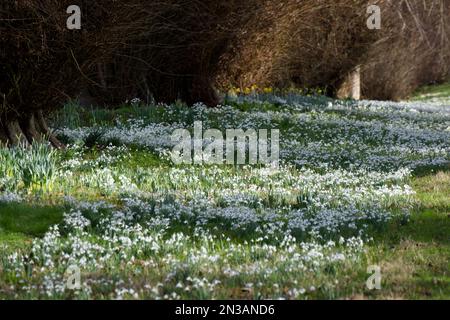 Un foglio di gocce di neve galanthus nivalis che cresce in ombra appicchiata sotto gli alberi nel giardino invernale boschivo del Regno Unito febbraio Foto Stock