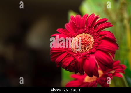 Un primo piano di un fiore rosa brillante di Aster cinese in un giardino Foto Stock