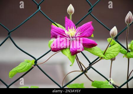 Fiore di clematis rosa che fiorisce nel giardino estivo Foto Stock