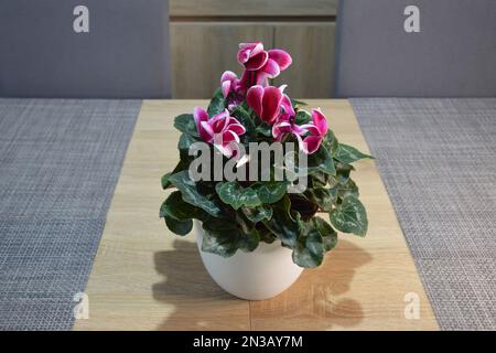 Pianta di ciclamino in vaso di fiori sul tavolo Foto Stock