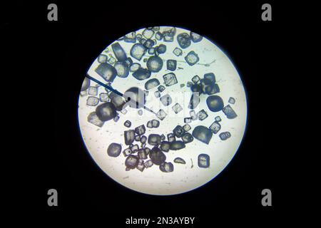 Vista ravvicinata dei cristalli di sale (cloride di sodio) come visto al microscopio. Foto Stock