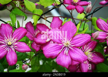 Fiori Clematis fioriscono nel giardino Foto Stock