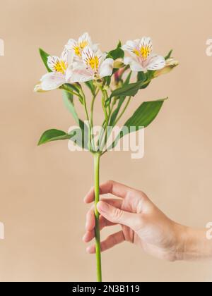 Donna tiene bianco fiore di alstroemeria. Piante fresche in fiore su sfondo beige. Fragile fiore di primavera. Foto Stock