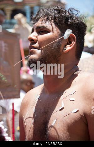 Thaipoosam Cavadee a Mauritius: Rituale e penitenza tamil. I devoti perforano le guance e la lingua e portano 'Cavadee' nel pellegrinaggio al tempio. Foto Stock