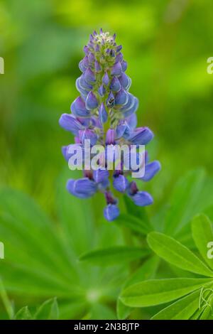 Dettaglio ravvicinato del lupino Nootka (Lupinus nootkatensis) selvatico e viola che cresce in estate ad Anchorage; Alaska, Stati Uniti d'America Foto Stock