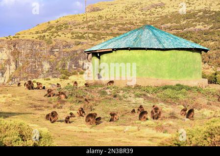 Mandria di gelada (Theropithecus gelada), scimmie dal cuore sanguinante, in un campo intorno a un edificio africano di capanna rotonda sul fianco della montagna; Etiopia Foto Stock