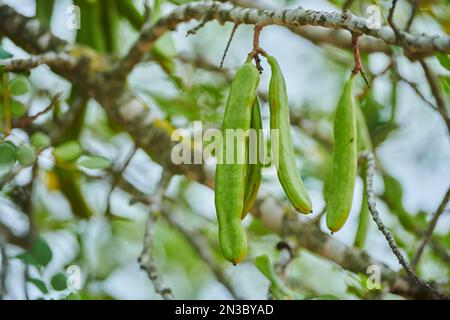 Carrubo (Ceratonia siliqua) frutti appesi su un albero; Catalogna, Spagna Foto Stock