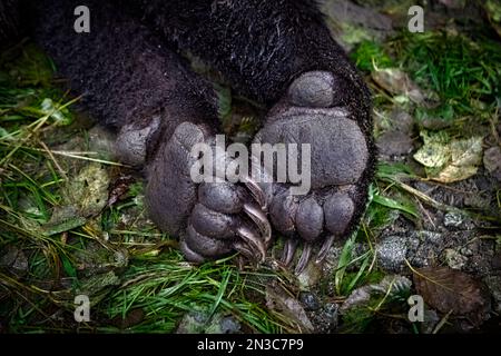 Un dettaglio che mostra le zampe e gli artigli di un orso bruno (Ursus arctos) mentre è tranquillizzato per essere radiocollare dai biologi statali Foto Stock