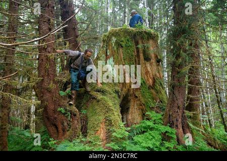 Gli scienziati si arrampicano su giganteschi ceppi di alberi tagliati anni fa mentre camminano attraverso il rilevamento di ciò che rimane della vecchia foresta Foto Stock