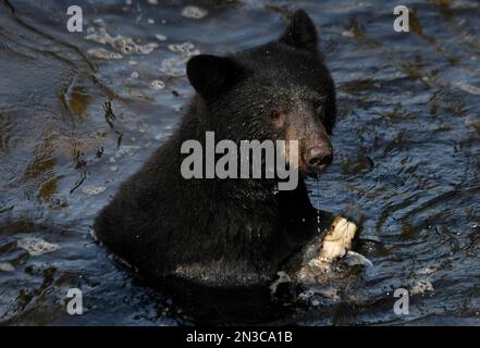 Un giovane orso nero (Ursus americanus) si nutre di salmone nell'Anan Creek nella Tongass National Forest; sud-est dell'Alaska, Alaska, Stati Uniti d'America Foto Stock