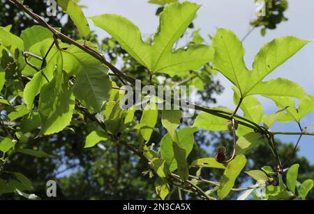 Vista dal basso di un vitigno frutto della passione e di un vitigno Aristolochia indica (noto come Sapsada) che crescono insieme e un comune bruco rosa sta mangiando Foto Stock