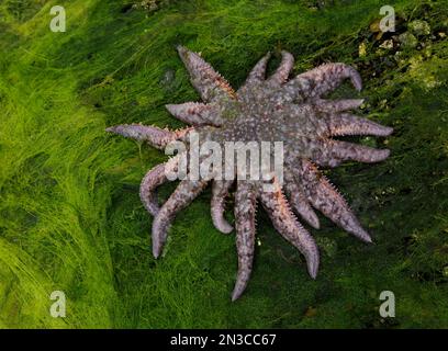 Un comune pesce sunstar è esposto con la bassa marea sull'isola Moser nel sud-est dell'Alaska; Inside Passage, Alaska, Stati Uniti d'America Foto Stock