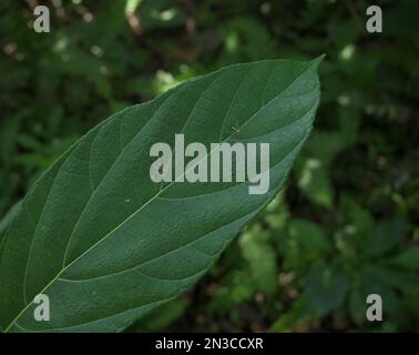 Vista dall'alto di una grande foglia di fispida Ficus con due mosche a gamba lunga color metallico che siedono sulla superficie della foglia Foto Stock