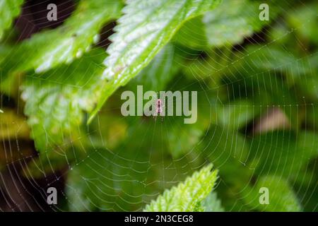 Ragno su un nastro di ciottoli su sfondo verde. Ragno crociato su rete di ciottoli con sfondo forestale. Foto Stock