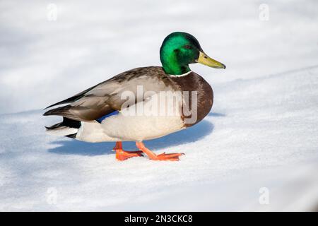 Primo piano di un corvo di drake dai colori vivaci (Anas platyrhynchos) che cammina sulla neve in inverno; Fairbanks, Alaska, Stati Uniti d'America Foto Stock