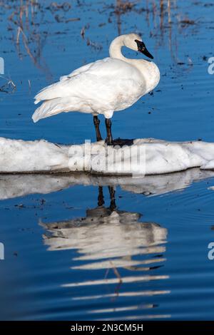 Trombettiere Swan (Cygnus buccinator) in piedi sulla neve circondato da acque poco profonde al Creamer's Field Migratory Waterfowl Refuge Foto Stock