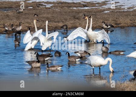 Due coppie di cigni trombettieri (Cygnus buccinator) in piedi in acque poco profonde, si affacciano aggressivamente mentre sono circondate da oche del Canada (Branta canadens... Foto Stock