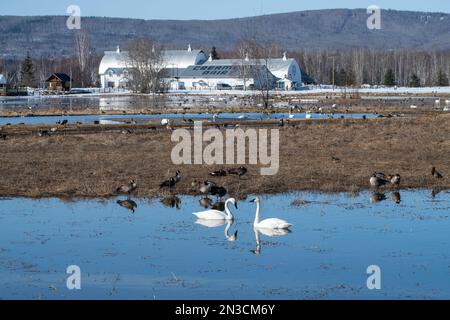 Trombettiere Swans (Cygnus buccinator) e altri uccelli acquatici al Creamer's Field migratory Waterfowl Refuge con storici edifici agricoli sullo sfondo Foto Stock