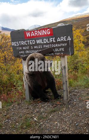 Orso Grizzly (Ursus arctos horribilis) che sfrega contro un cartello stradale al passo Sable in autunno Foto Stock