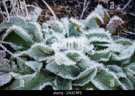 Primo piano delle foglie di piante ricoperte da uno spesso strato di gelo; Sitka, Alaska, Stati Uniti d'America Foto Stock