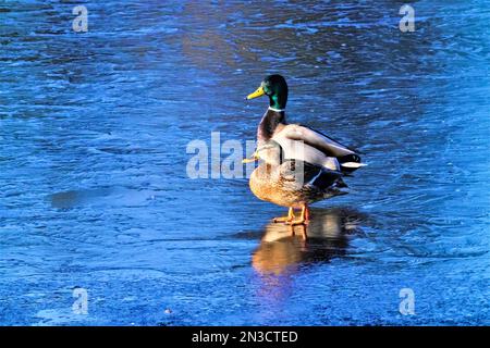 Coppia di anatre Mallard (Anas platyrhynchos) in piedi sull'acqua ghiacciata di fronte alla luce del sole; Alaska, Stati Uniti d'America Foto Stock