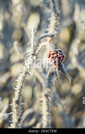 Hoar frost on rose hips (Rosa); Sitka, Alaska, Unites States of America Foto Stock