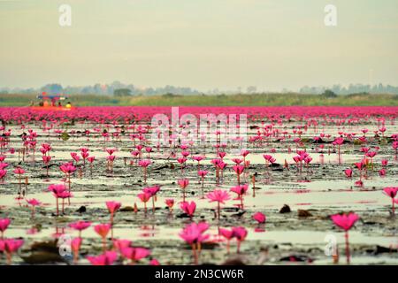 Ninfee rosa (Nymphaeaceae) che fioriscono sul lago con i viaggiatori in un tour in barca che si gode la vista in lontananza Foto Stock