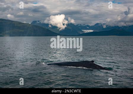 Balena (Cetacea) affiorante con Eagle Glacier sullo sfondo, vicino a Juneau; sud-est dell'Alaska, Alaska, Stati Uniti d'America Foto Stock